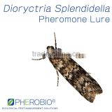 Pheromone Lure for Dioryctria Splendidella and bigger wing trap