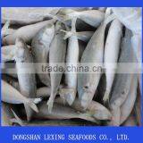 Frozen IQF Horse Mackerel Seafood thumbnail-1