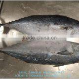 China Export Frozen Bonito Tuna 700+ thumbnail-2