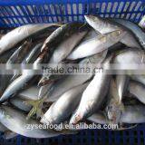 For Importers Sea Frozen Good Pacific Mackerel for Selling thumbnail-1
