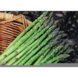 Sell Frozen Green Asparagus thumbnail-1