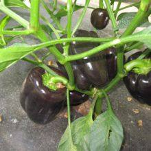 Purple Hybrid Blocky Sweet Pepper Seeds thumbnail-3