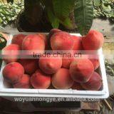 Fresh Peach thumbnail-1