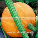 Orange Sun High Resistance Orange Skin Hybrid Pumpkin Seeds
