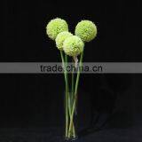 New Products 2016 Innovative Product Fistular Onion Flower With Different Size thumbnail-1