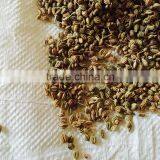 Ajwain Seed thumbnail-2