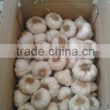 Ready Stock Fresh Garlic Natural Garlic White Garlic thumbnail-2