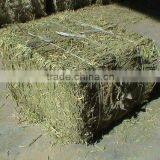 ALFALFA HAY CATTLE FEED thumbnail-1