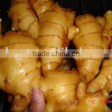 Chinese Fresh Ginger thumbnail-6