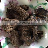 Sarcodon Imbricatus thumbnail-1