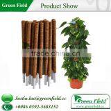 Coco Stake TUTEUR COCO thumbnail-1