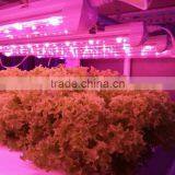 Sunlight Led Light/vertical Farming Led Light/orchid Seedlings Grow Light thumbnail-3