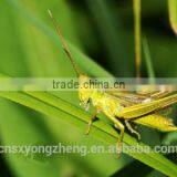 Factory Supply 2.5cm Freeze Dried Grasshoppers thumbnail-1