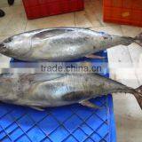 Frozen Thunnus Albacares thumbnail-1