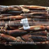 Frozen Whole Round Argentina Squid for BBQ thumbnail-1