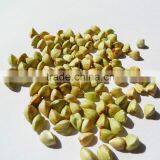 Buckwheat thumbnail-2