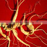 Wild Ginseng With Tail From Wild High Mountian