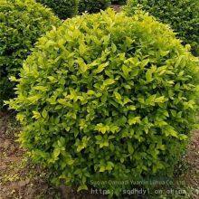 the Price of Ligustrum Vicaryi Balls is Cheap and the Survival Rate is High. thumbnail-3