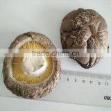 Dried China Shiitake Mushroom 1KG Within 1CM Stem