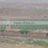 Ningxia Goji Berry 2016 thumbnail-2