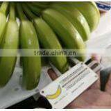 Class A Cavendish Bananas thumbnail-2