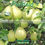 Grade A Fresh Pomelo thumbnail-6