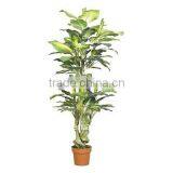 Artificial Dieffenbachia