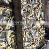 Frozen Seafood Frozen Yellow Croaker, Yellow Croaker Fish Price thumbnail-2