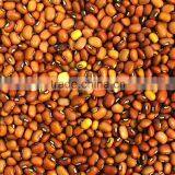 Australian Red Caloona Cow Peas