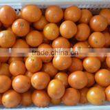 Navel Orange Fruit Cheap Price thumbnail-1