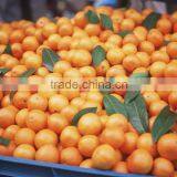 2015 Fresh Navel Orange From Jiangxi on Sell thumbnail-4