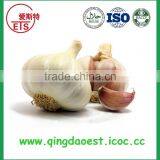 Fresh White Garlic Size :4.5-6.0 cm thumbnail-3