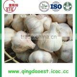 Fresh Garlic With Good Price New Fresh Normal White Garlic thumbnail-4