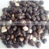 Best Sale Herbal Extract/natural 99%L-dopa/velvet Bean Capsule for Premature Ejaculation Herbal Treatment thumbnail-4