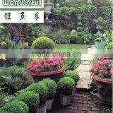 Seaweed Foliar Fertilizer thumbnail-3