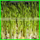 Lowest Price Processing Machine With Best Service thumbnail-6