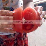 Fruit Vegetable Chinese Cabbage Half Cutting Machine Cutter thumbnail-6