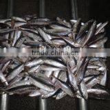 Angling of Horse Mackerel thumbnail-1