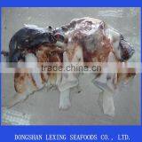 BQF Seafood Frozen Giant Squid Neck