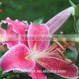 Most Popular Pink Dress Lily 2017 thumbnail-2