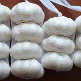 Fresh White Garlic thumbnail-2