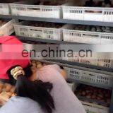 Industrial Cheap Large Capacity Automatic Egg Incubator Equipment