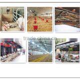 Flameless Gas Chicken Infrared Brooder (HD2606) thumbnail-5