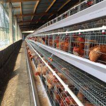 Battery Layer Chicken Cages Rearing 10000-50000 Birds for Poultry Farm thumbnail-2