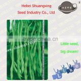 Chinese Vegetable Seeds SX Kidney Bean Seeds No.1402