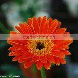 EU Standard Chrysanthemum Flower thumbnail-4