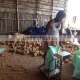 Organic Coconuts Exporter thumbnail-4