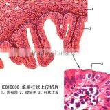 Individual Histology and Embryology Prepared Microscope Slides