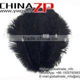 CHINAZP No.1 Supplier in China Factory Exporting Wholesale From 20-25cm Colored Balck Ostrich Feathers thumbnail-2