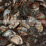 Salable Fresh Abalone